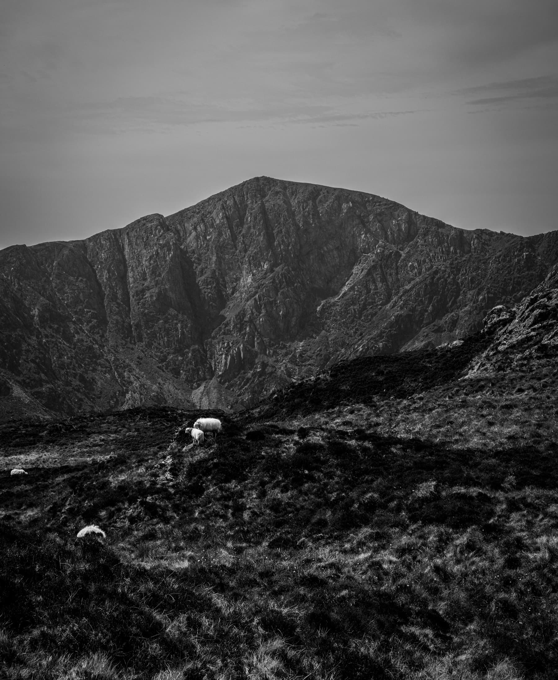 Sheep grazing on a hillside below the dark imposing cliffs of a mountain summit in black and white