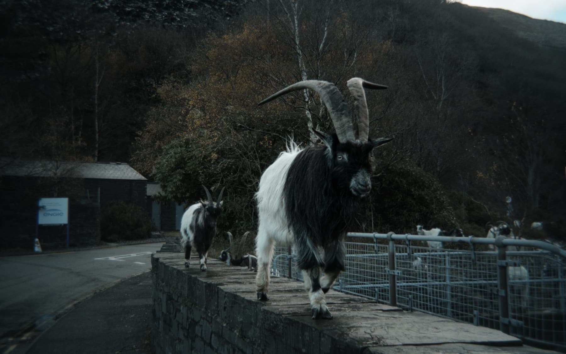 Wild mountain goats with large curved horns walking along a stone wall beside a road in a wooded valley