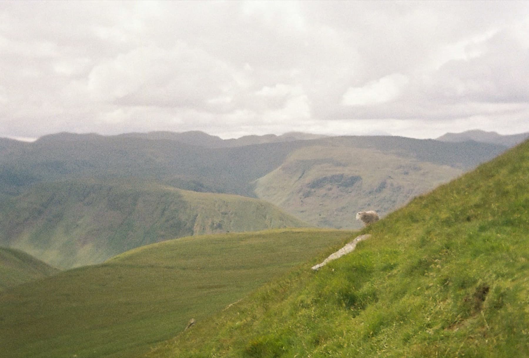 Sheep on a grassy hillside with rolling green Lake District fells stretching into the hazy distance, shot on film