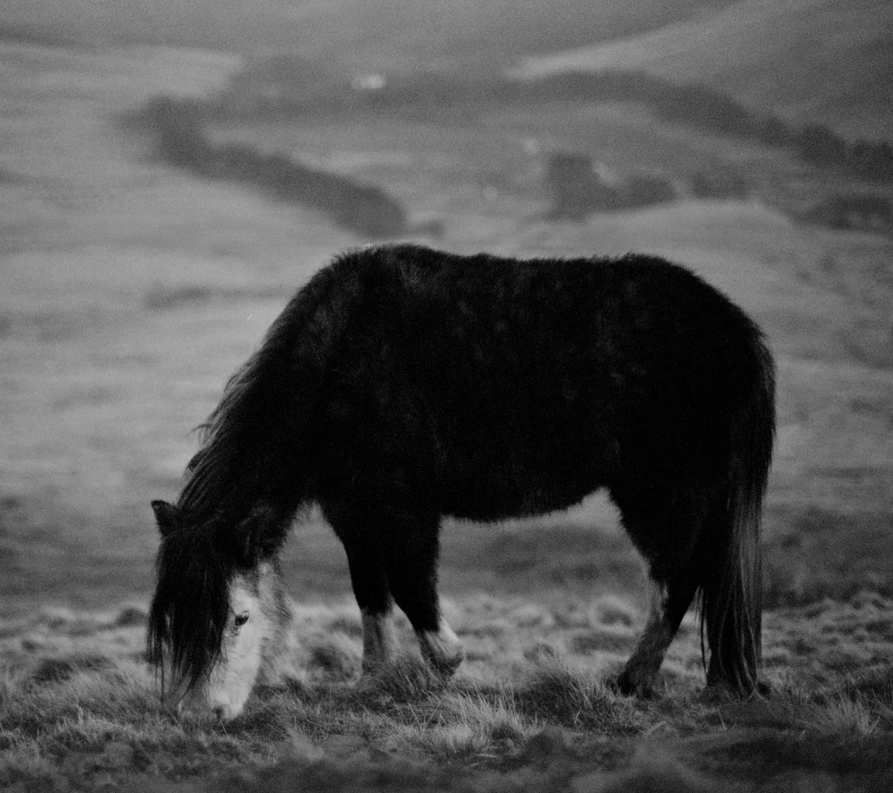 Wild mountain pony grazing on frosty grass with misty hills in the background in black and white film
